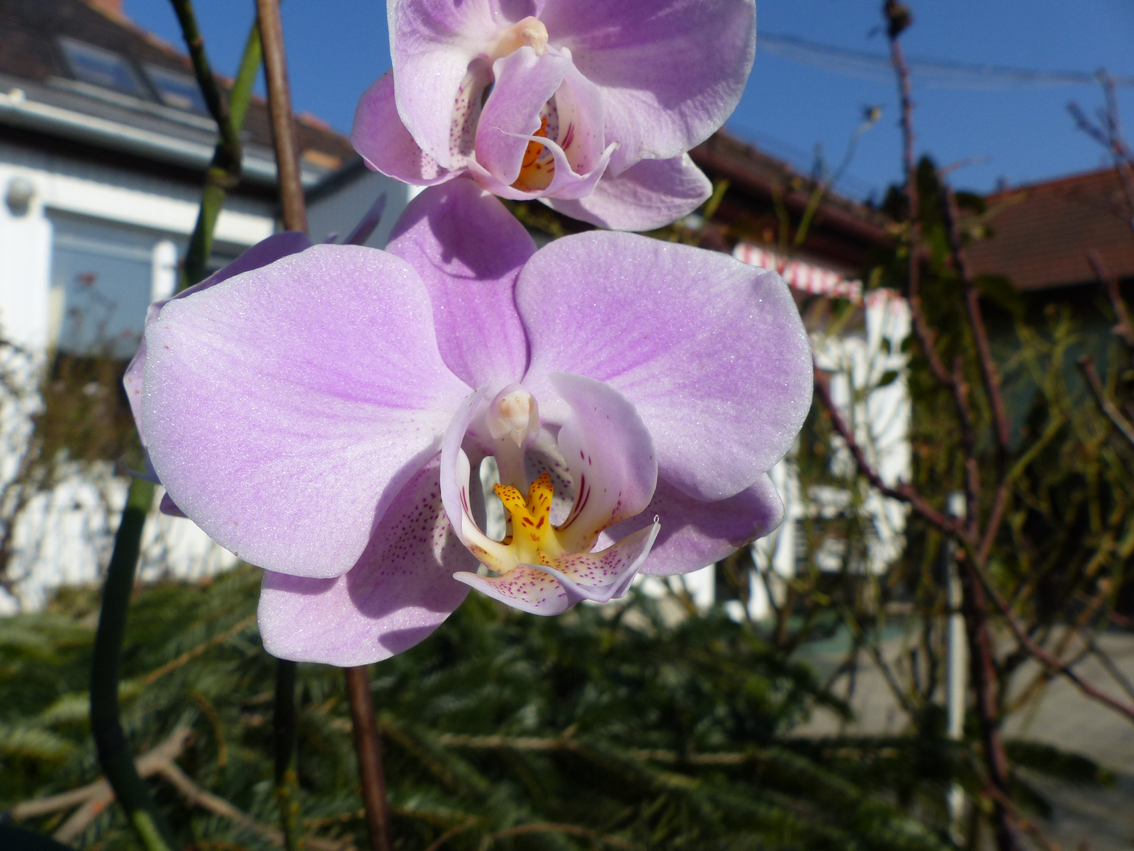 Otthoni orchideáim (egy része), SzG3