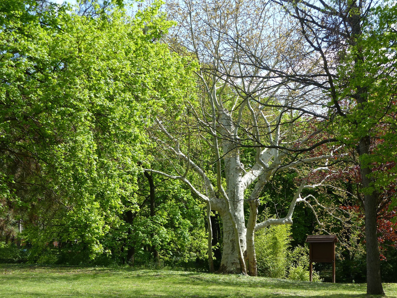 Tata, Angol Park, SzG3