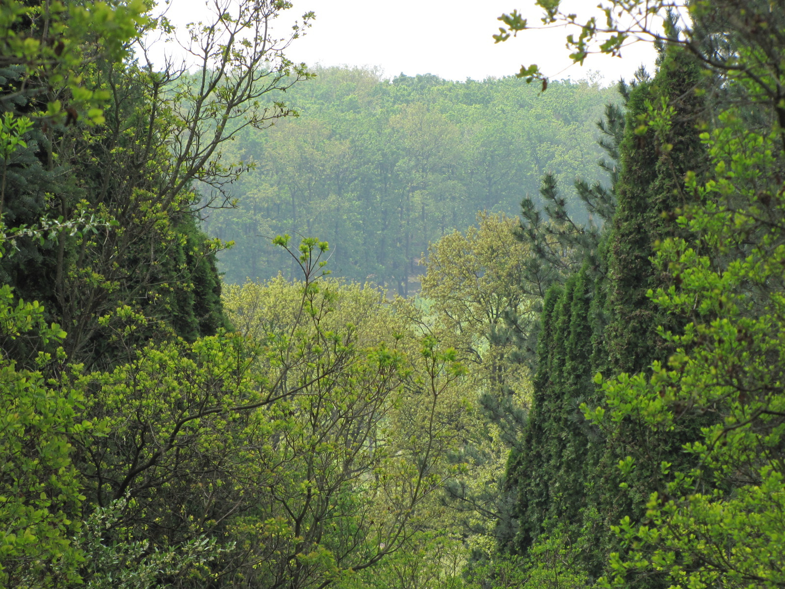 Budakeszi, Arborétum, SzG3