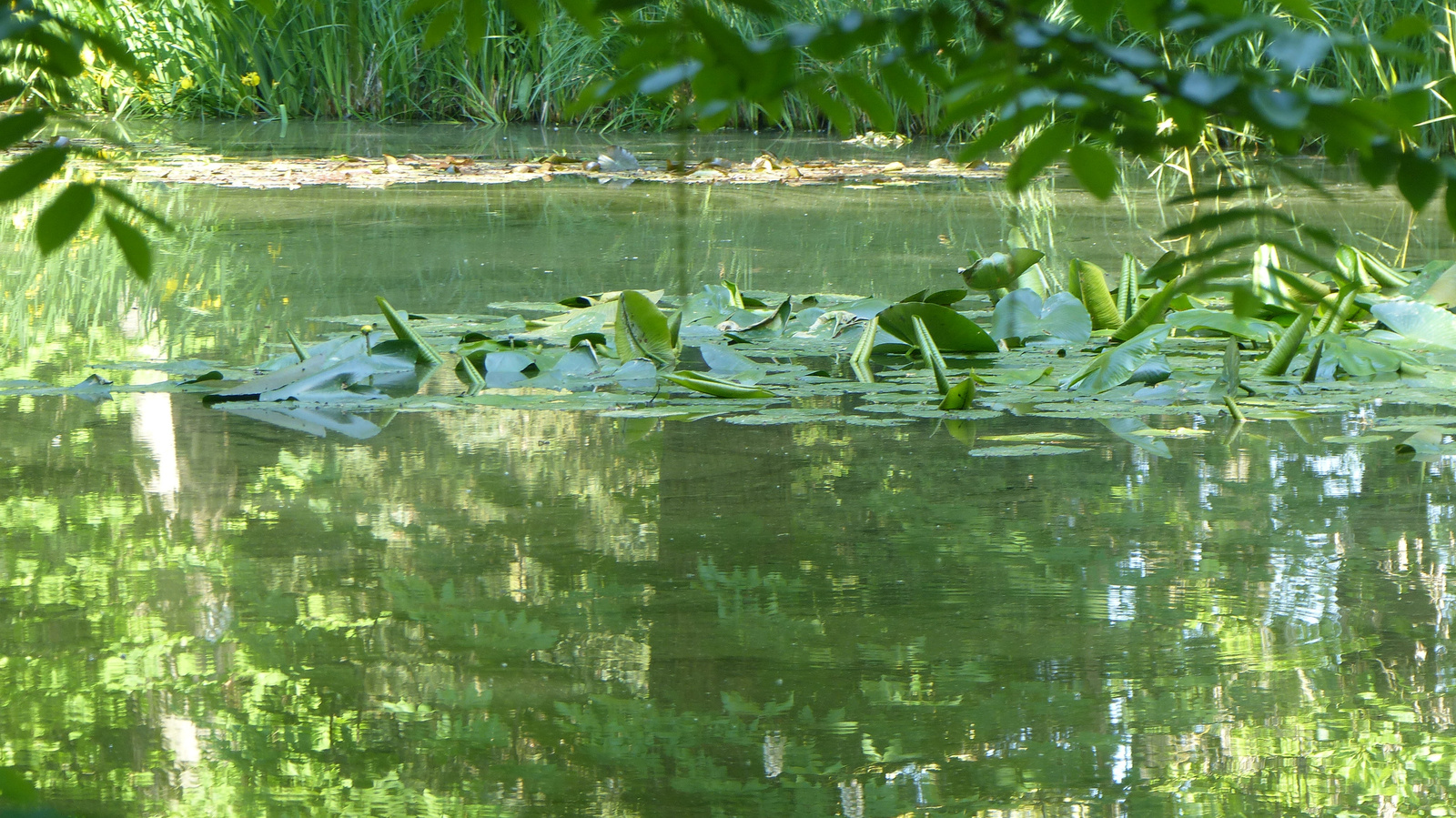 Magyarország, Vácrátót, az Arborétum, SzG3