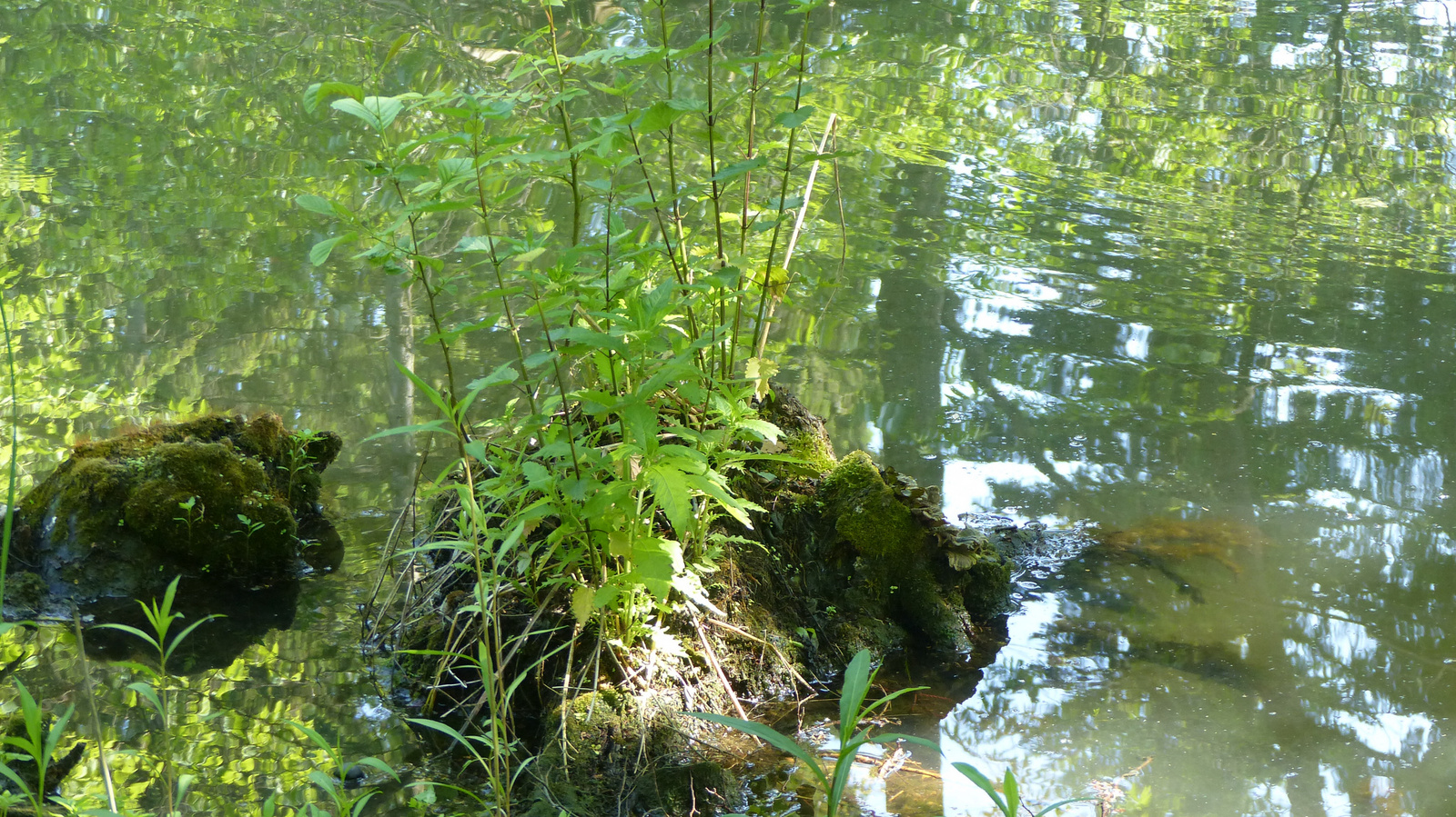 Magyarország, Vácrátót, az Arborétum, SzG3