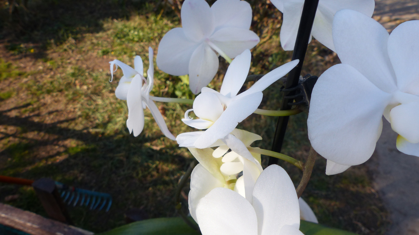 Otthoni orchideák, SzG3