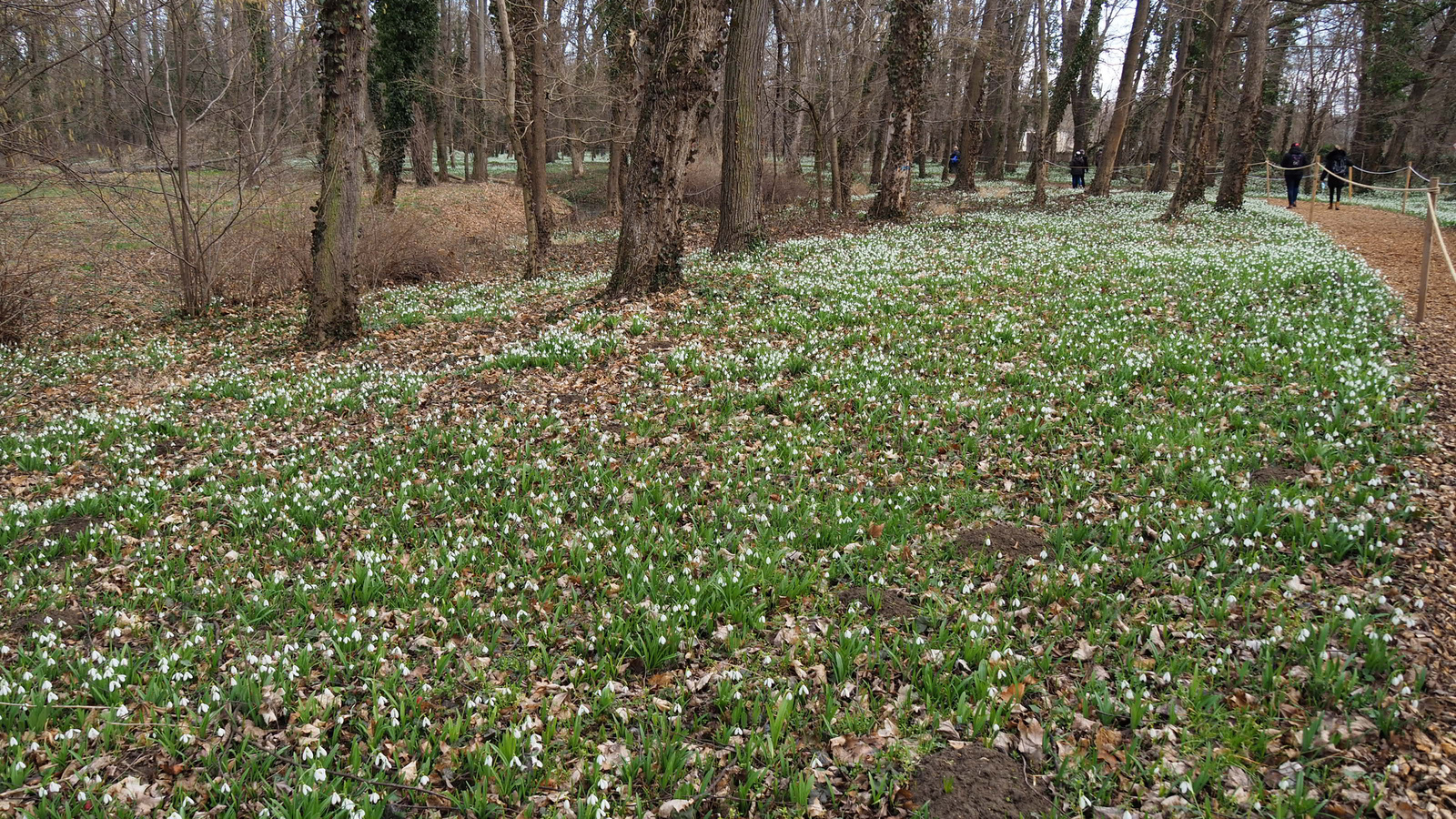 Alcsúti Arborétum, hóvirág-virágzás - 2022, SzG3