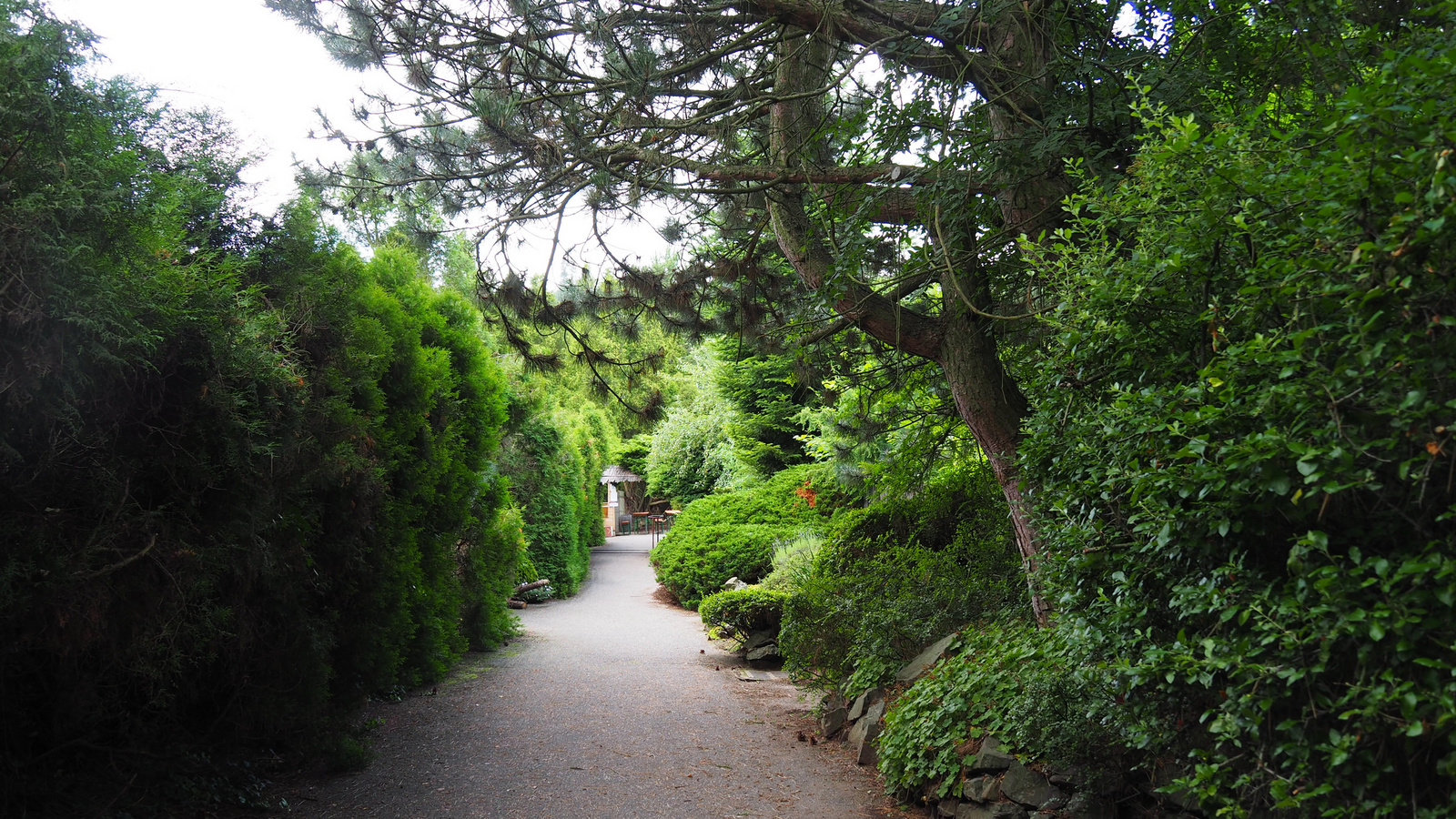 Borotín u Boskovic, Arboretum Borotín, SzG3