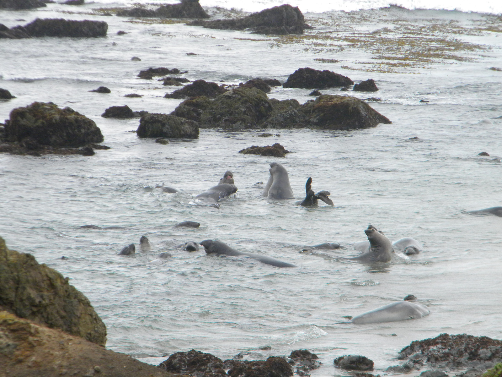 DSCN3563-elephant seal