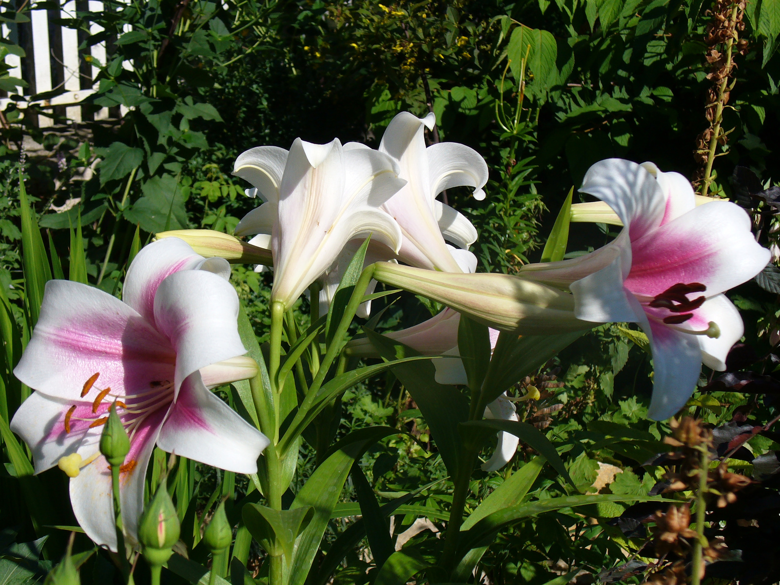 Lilium orientalis 'Triumphator'