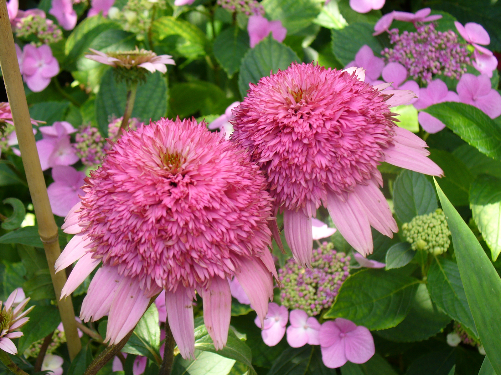 Echinacea 'Razzmatazz' és Hydrangea