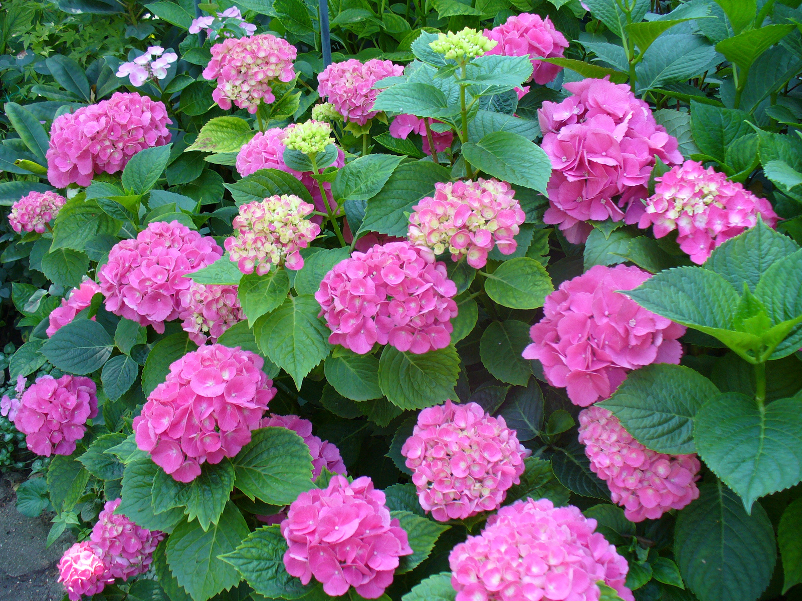 Hydrangea