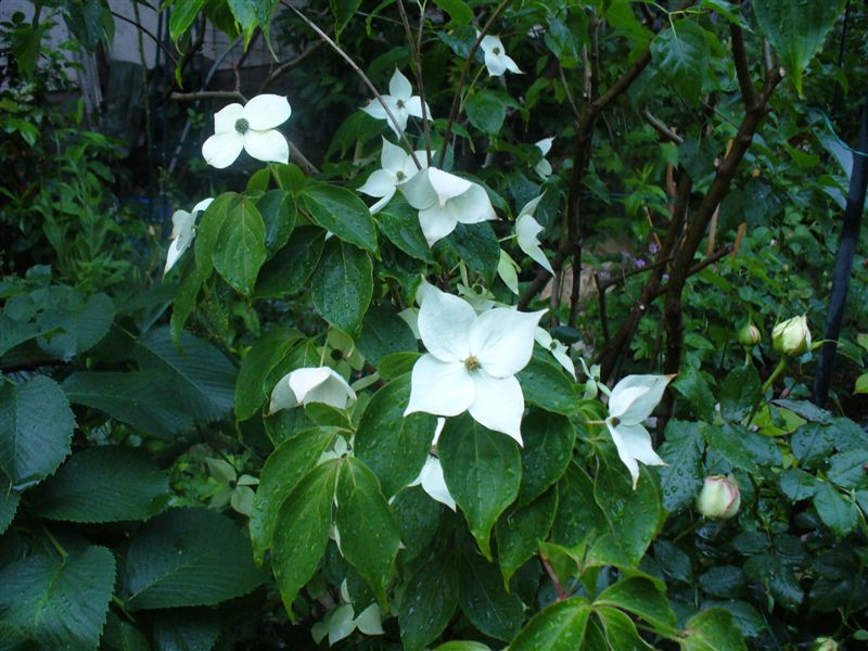 Cornus kousa 'Teutonia'