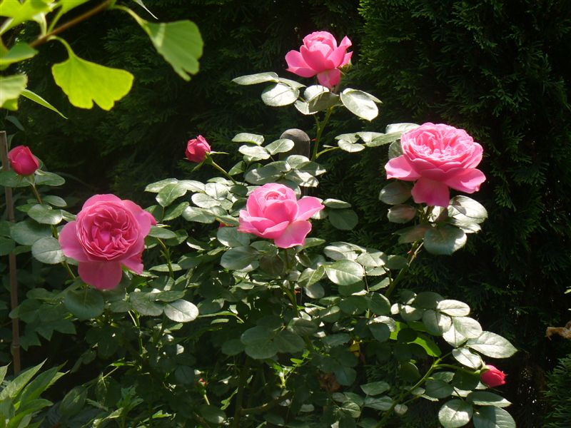 Rosa 'Leonardo da Vinci'