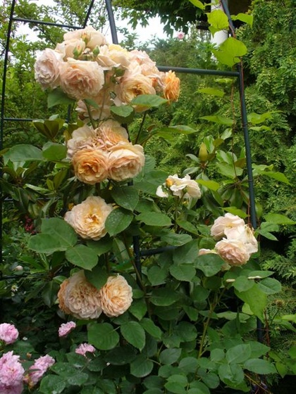 Rosa 'Ellen'