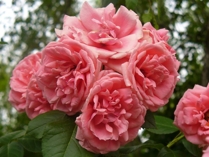 Rosa 'Kimono'