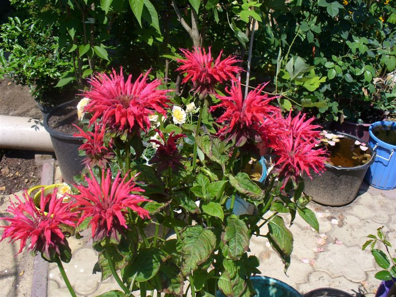 Monarda