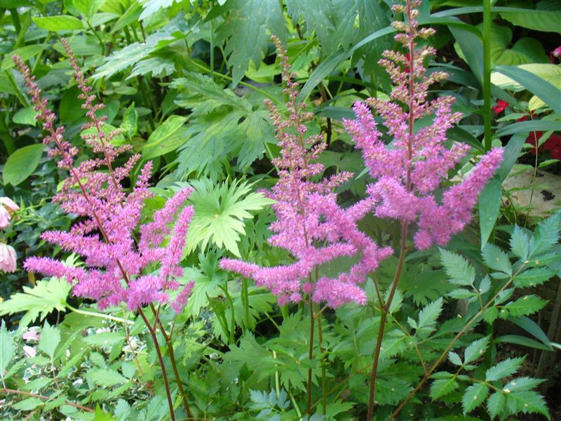 Astilbe