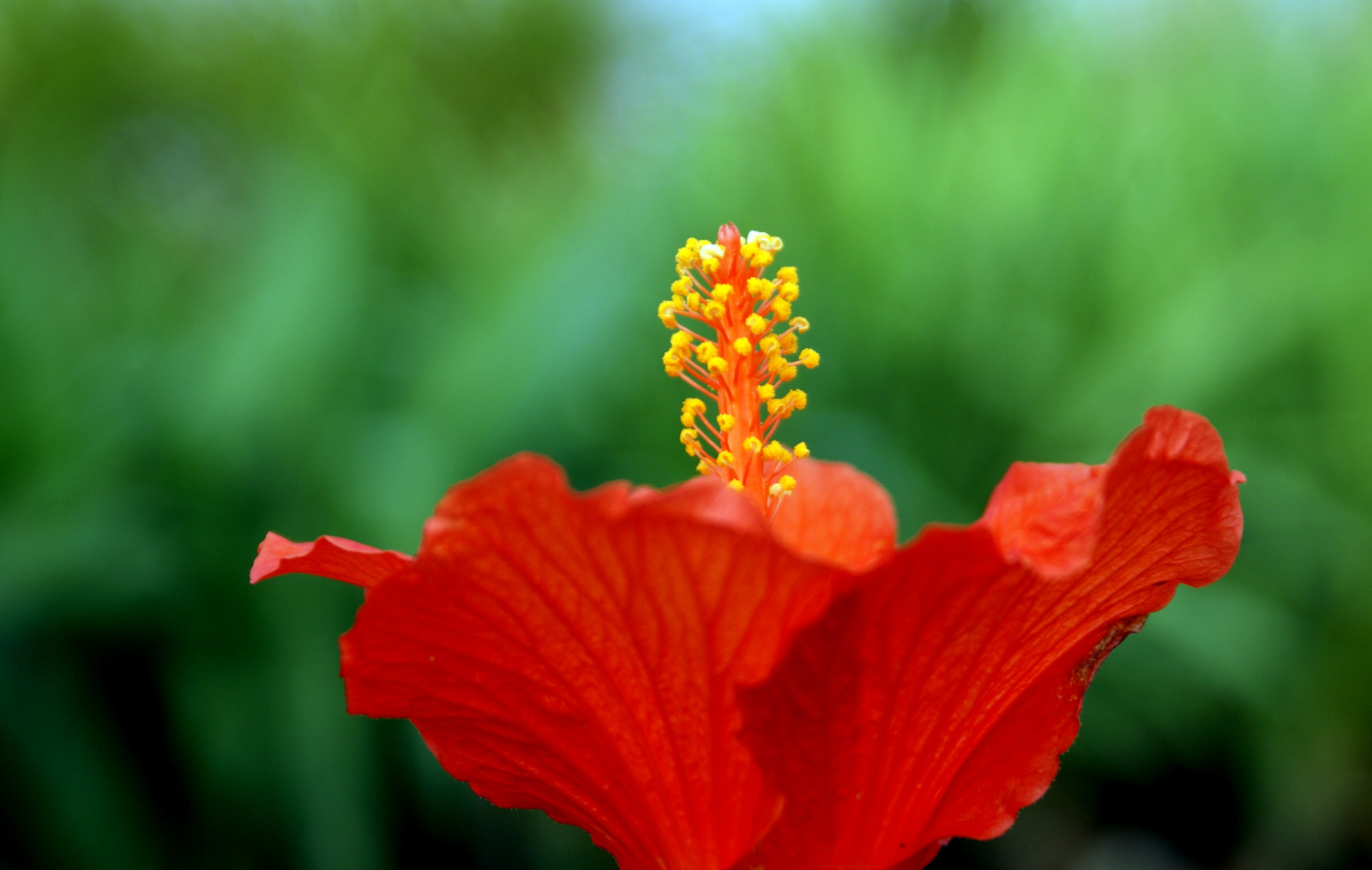 hibiszkusz