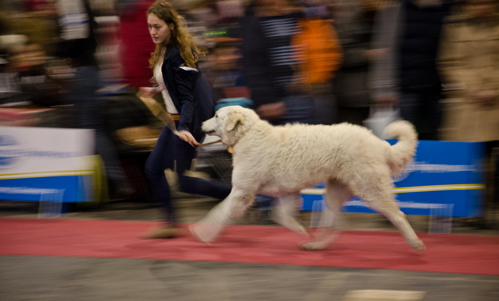 Fehova 2013 - Kuvasz