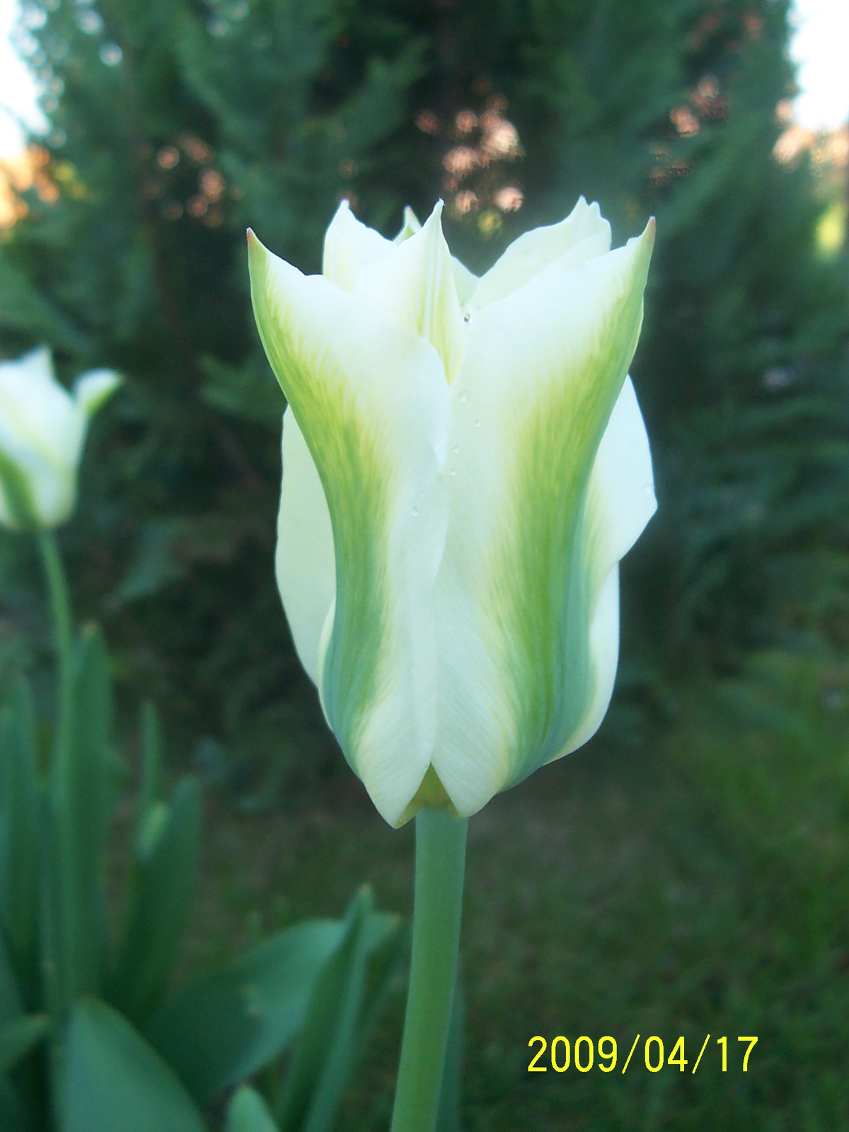 075. Green and White