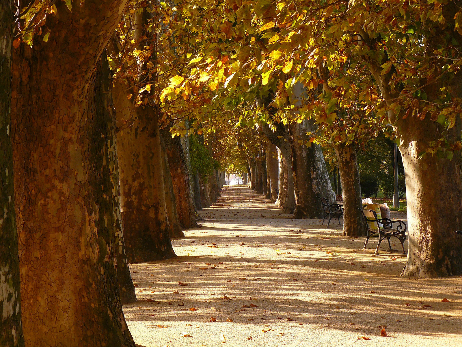 Platánsor - Siófok, 2011.őszén