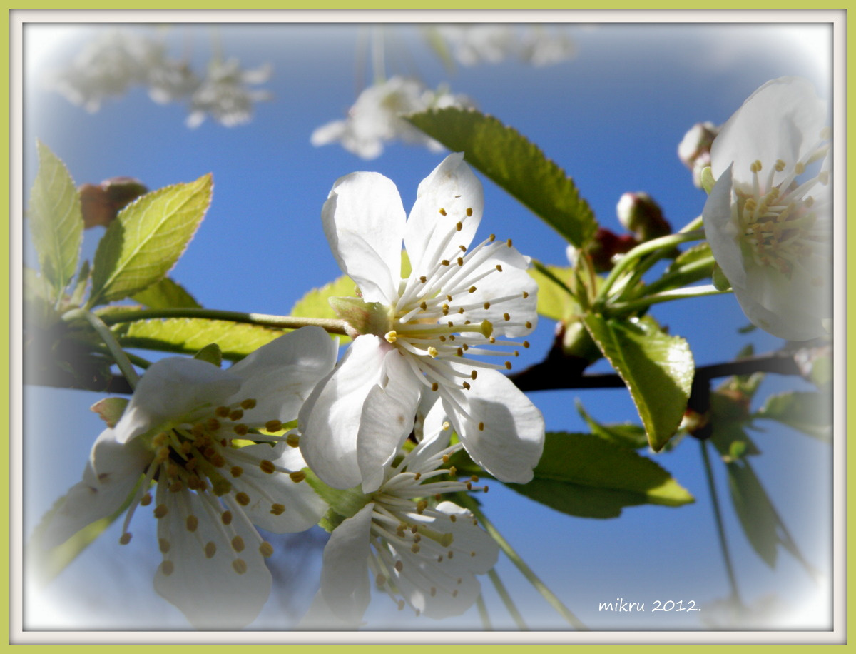 Cseresznye fa virága