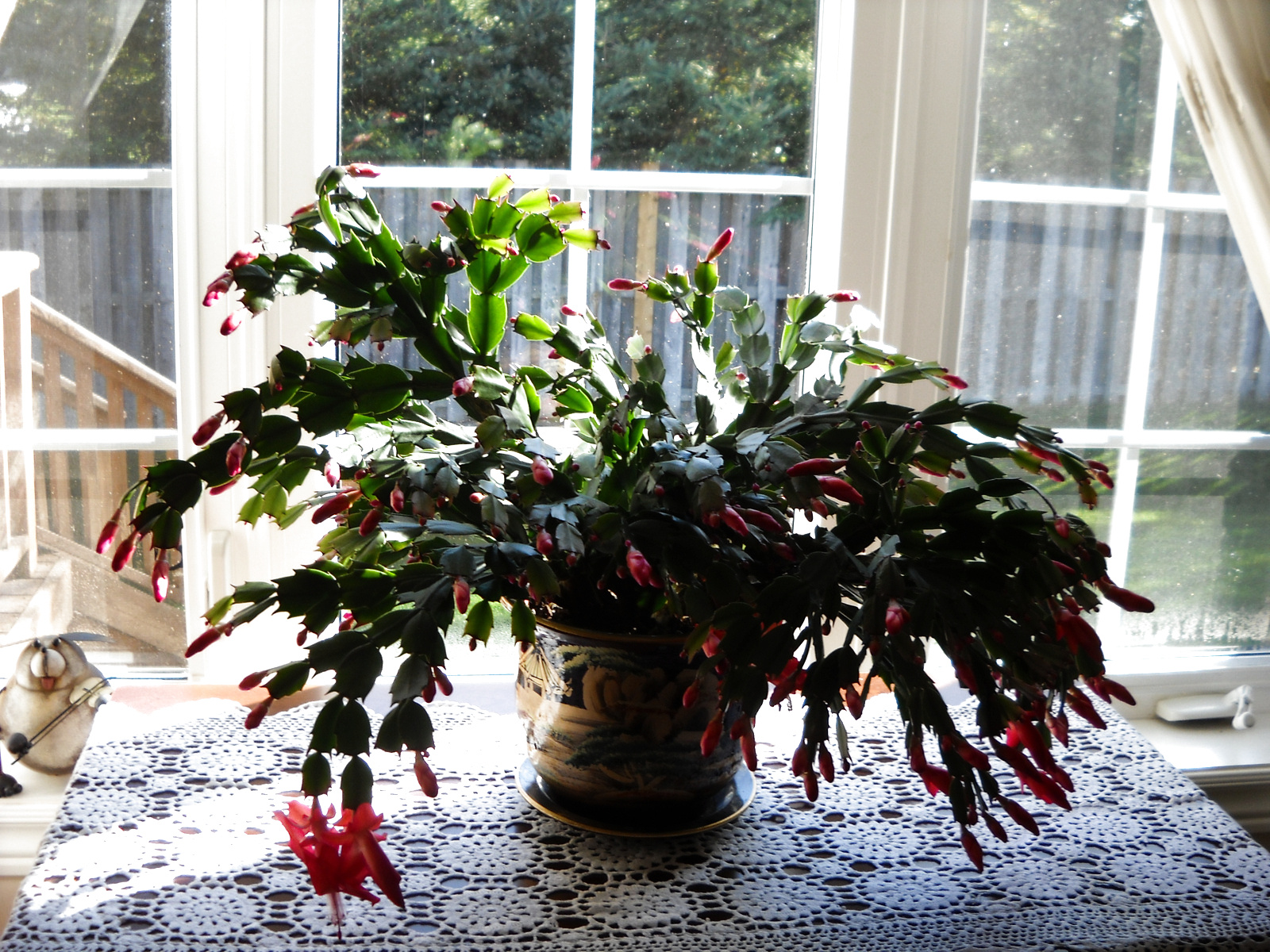 Christmas Cactus