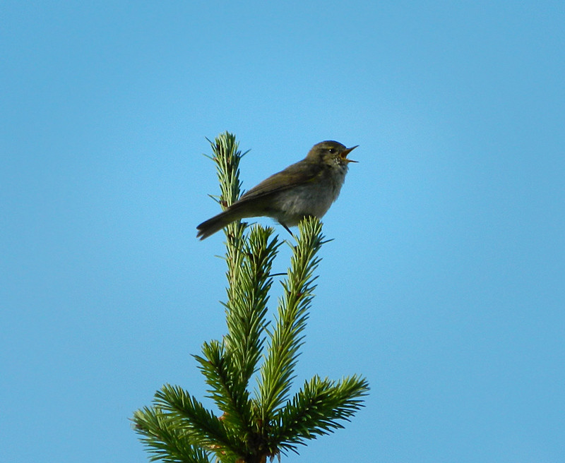 Csilpcsalp füzike (Phylloscopus collybita)