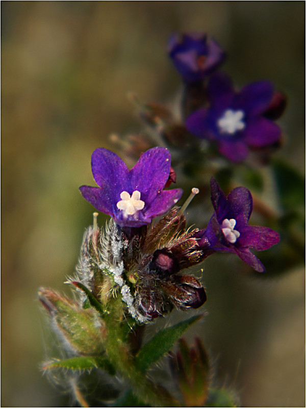 Orvosi Atracél (Anchusa officinalis)