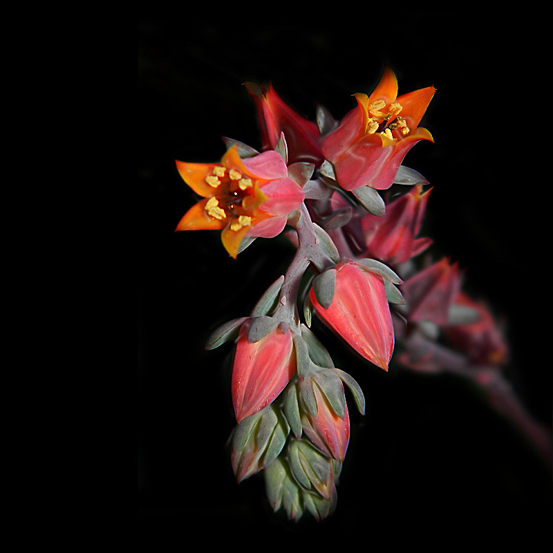 Echeveria gibbiflora