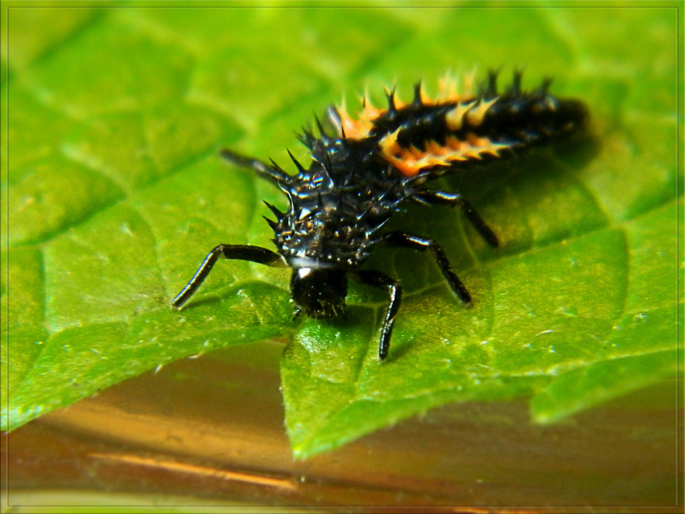 Harlekin katica lárvája