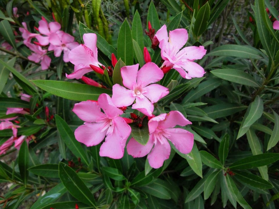 Oleander