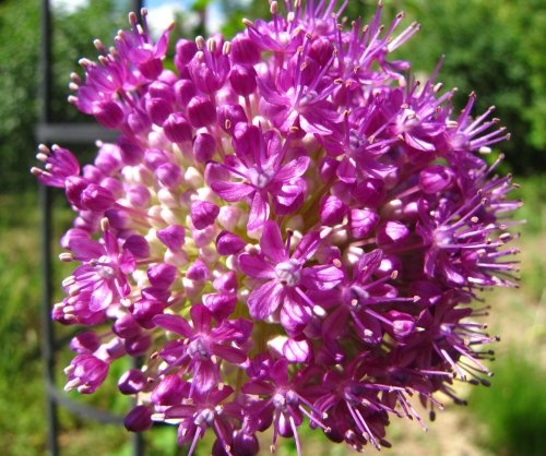 díszhagyma-virág