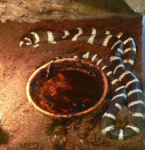 hüllőkiállítás kígyó