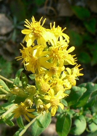 solidago2