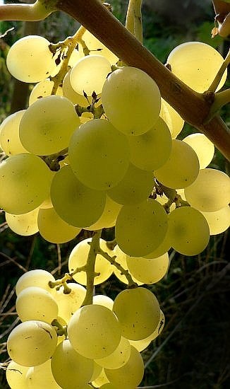 szőlő2-ELLENFÉNY