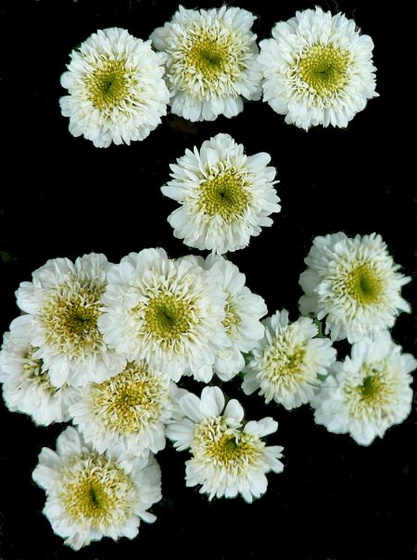 fehérvirág-f
