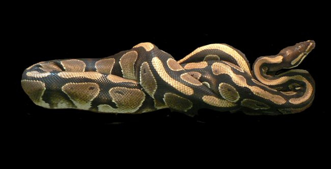 kígyó1-f
