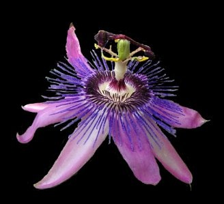 passiflora ametiszt-f