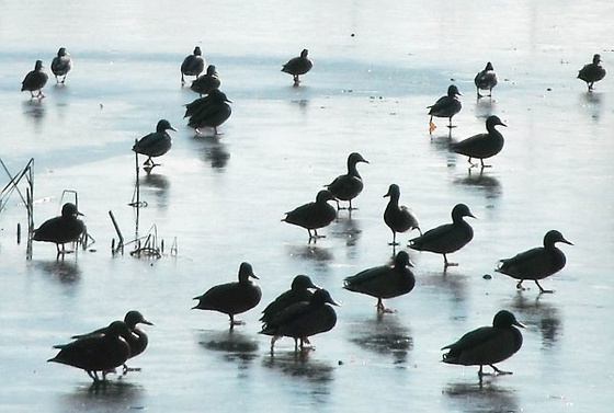 kacsák a jégen