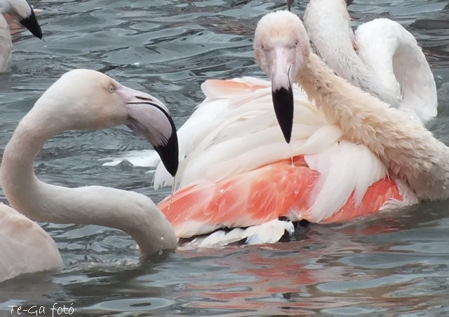 ák-flamingók6a