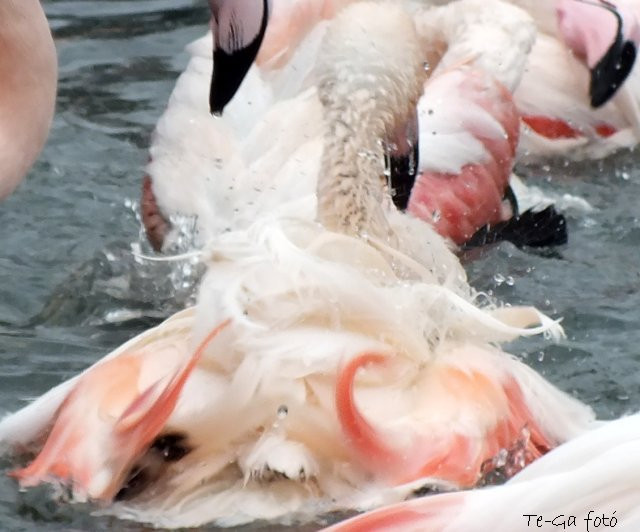 ák-flamingó-pancsoló