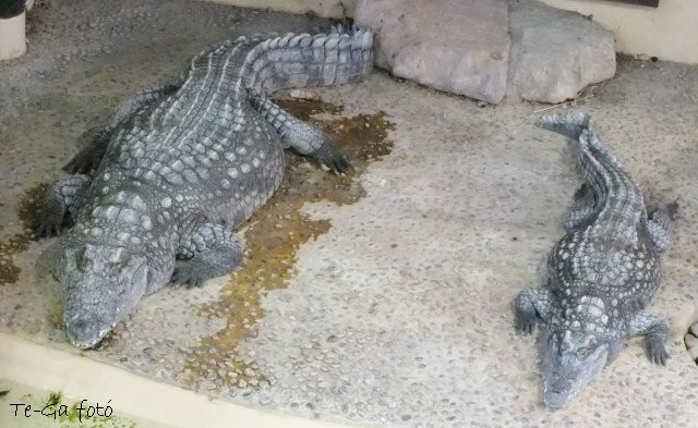 ák-nilusi krokodil