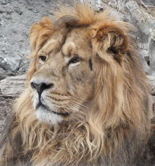 ák-oroszlánfej