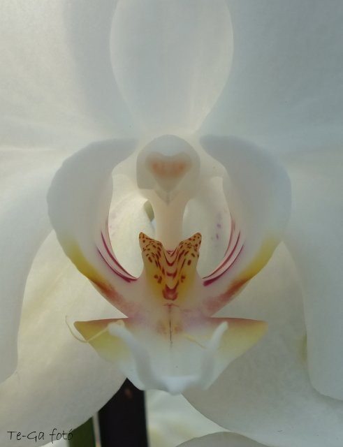 orchidea makro4