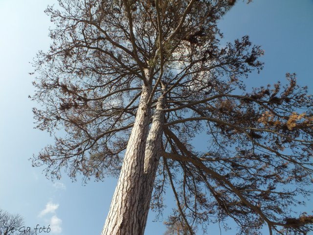 gödöllő kastélypark fenyőfák