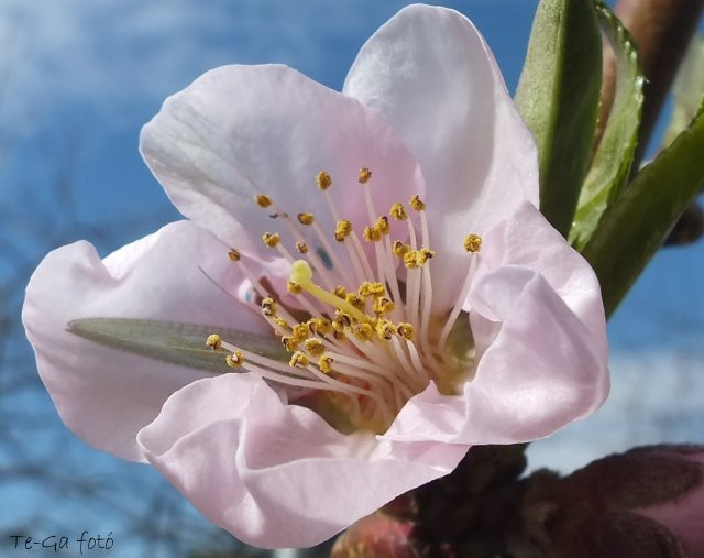 nektarin-virág