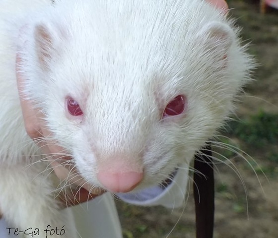 vadászgörény albino portré