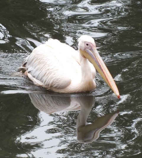 bp állatkert pelikán