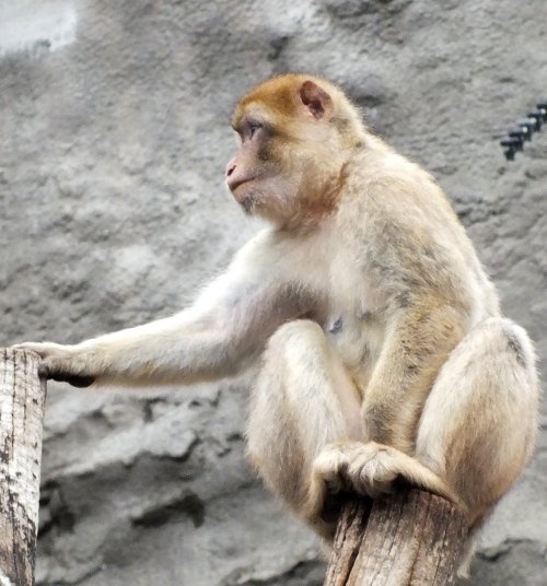 bp-állatkert- majom6