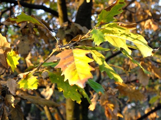 Fót-Somlyó őszi levelek