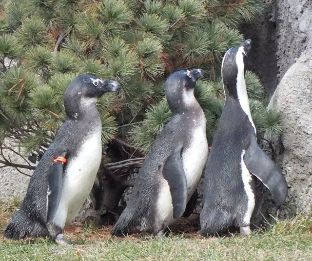 pingvin tolongás