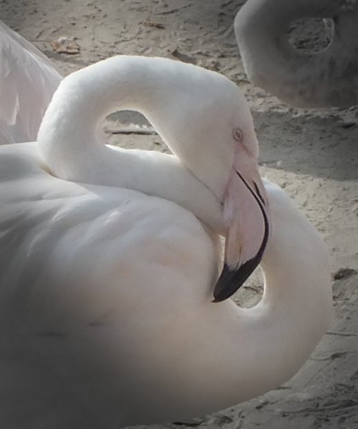 B-állat-és-növénykert- flamingó-nyakkanyar